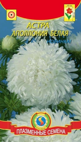Астра Апполония Белая (хризантемовидная. Высотой до 65 см. Формирует до 10 цветоносов. Соцветия крупные, густомахровые, в диаметре до 10см)