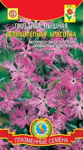 Гвоздика пышная Великолепная красотка (цветение в первый год, высотой 40см, ароматные цветки)