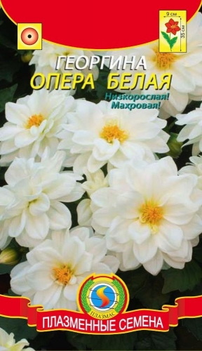 Георгина Опера БЕЛАЯ