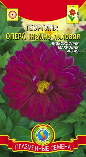 Георгина Опера ТЕМНО-ЛИЛОВАЯ
