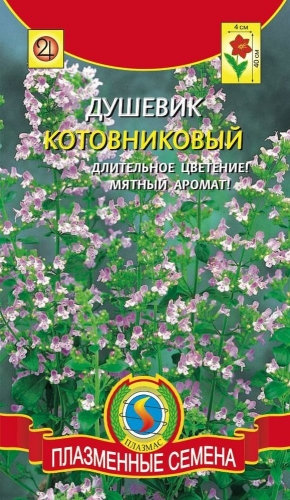 Душевик котовниковый (высотой 40см, цветёт всё лето, начиная с июня, цветки розовые, собраны в кисти, источают мятный аромат, используется в кулинарии)