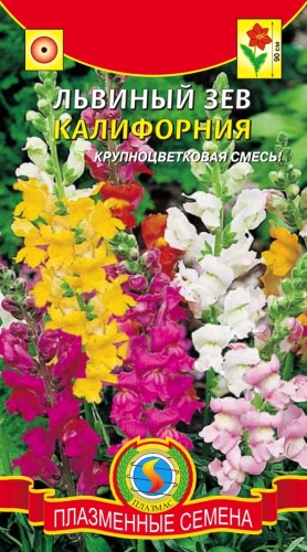 Львиный зев КАЛИФОРНИЯ