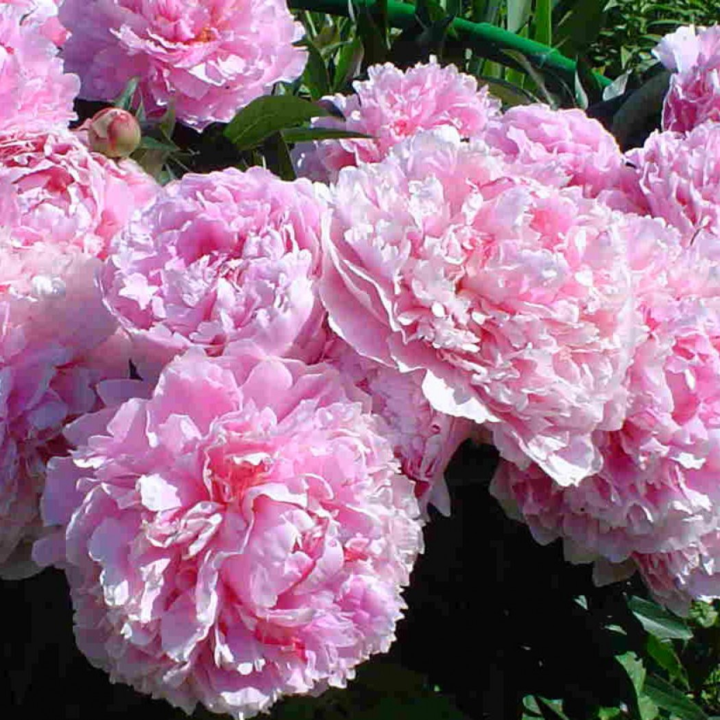 Розовые пионы сорта. Sarah Bernhardt пион. Пион молочноцветковый Sarah Bernhardt.