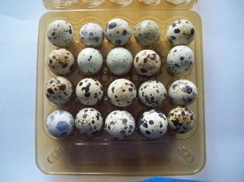 Яйцо перепелиное 5 упаковок 450 руб  