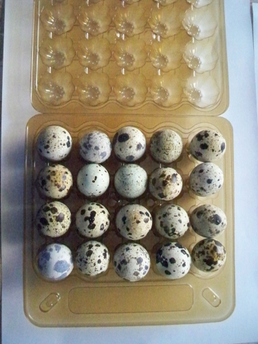 Яйцо перепелиное (20 шт) 