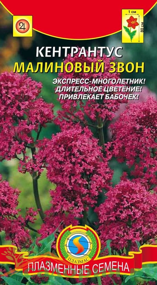 Звон цветов. Кентрантус малиновый звон. Кентрантус многолетний малиновый звон. Кентрантус Рубер красотка Бетси. Кентрантус цветок.