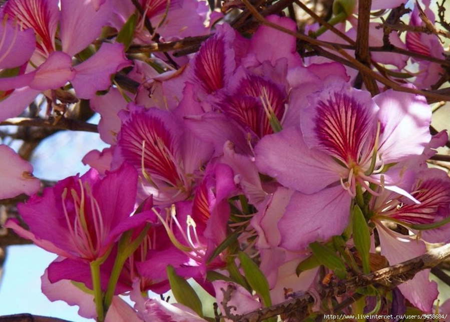 Баухиния. Орхидейное дерево. Цветок Баухиния орхидейное. Баухиния пурпурная орхидейное дерево. Голубая Баухиния.