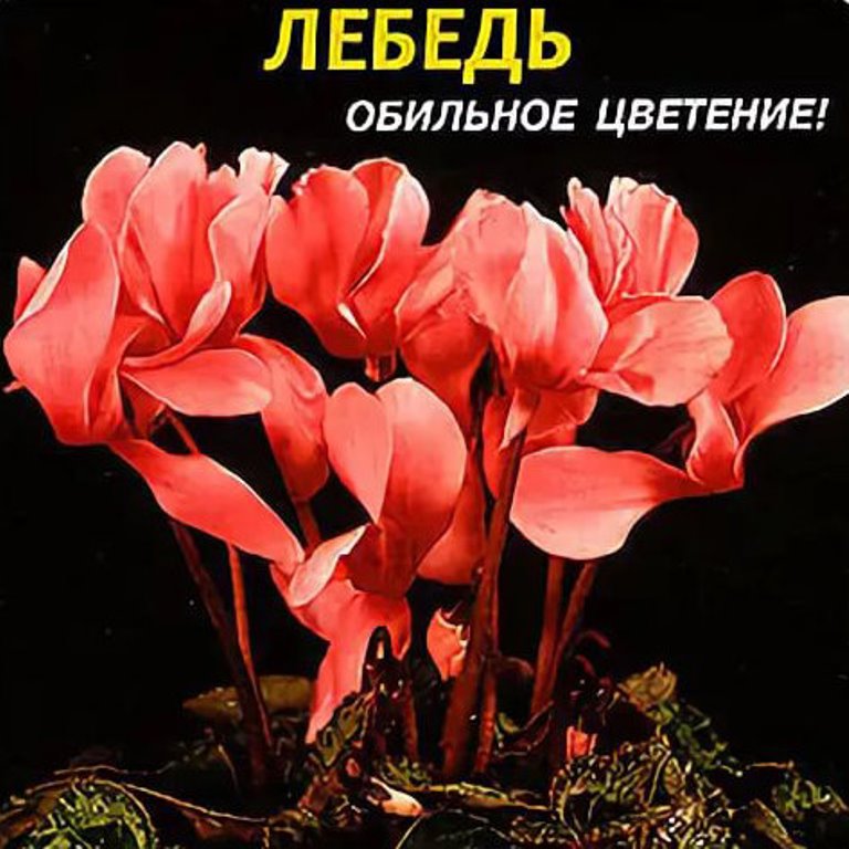 Купить Семена Цикламена Недорого