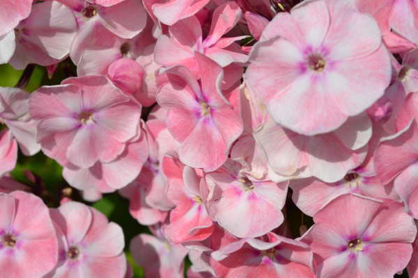 Флокс метельчатый Алиса Фрейндлих - купить саженец в интернет-магазине 