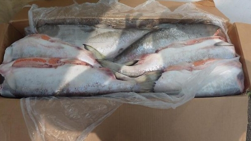 Нерка б/г  Камчатская рыба 1,5-2,5 кг