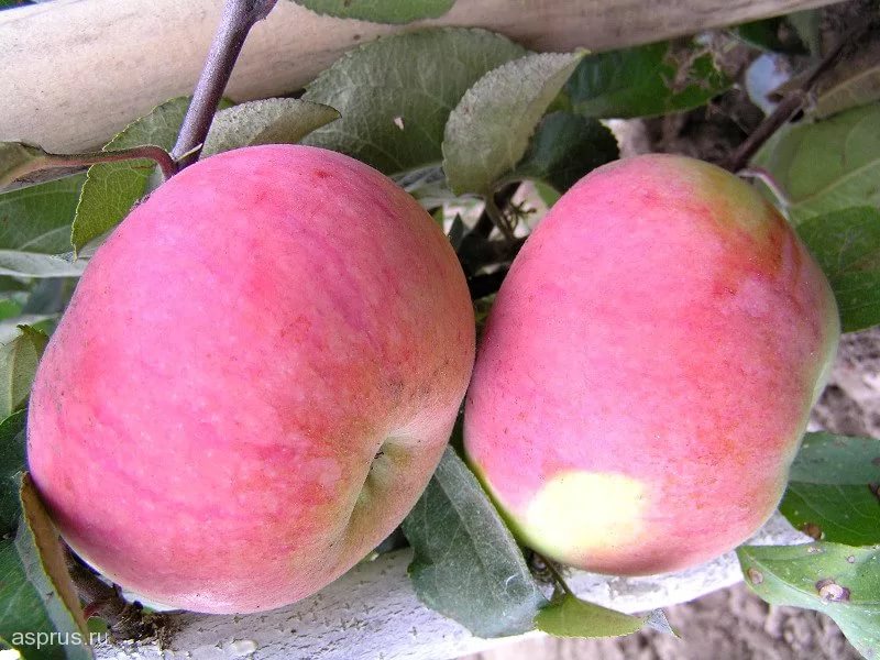 Сорт яблони орловим. Орловим сорт яблок. Яблоня сорт орловим. Сорт орловим. Сорт яблони орловим.