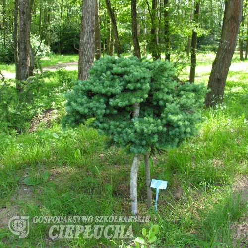 Лиственница блю дварф на штамбе в ландшафтном дизайне фото