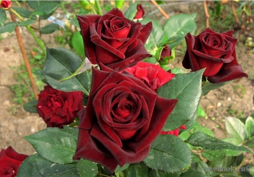 Black Baccara Блэк Баккара