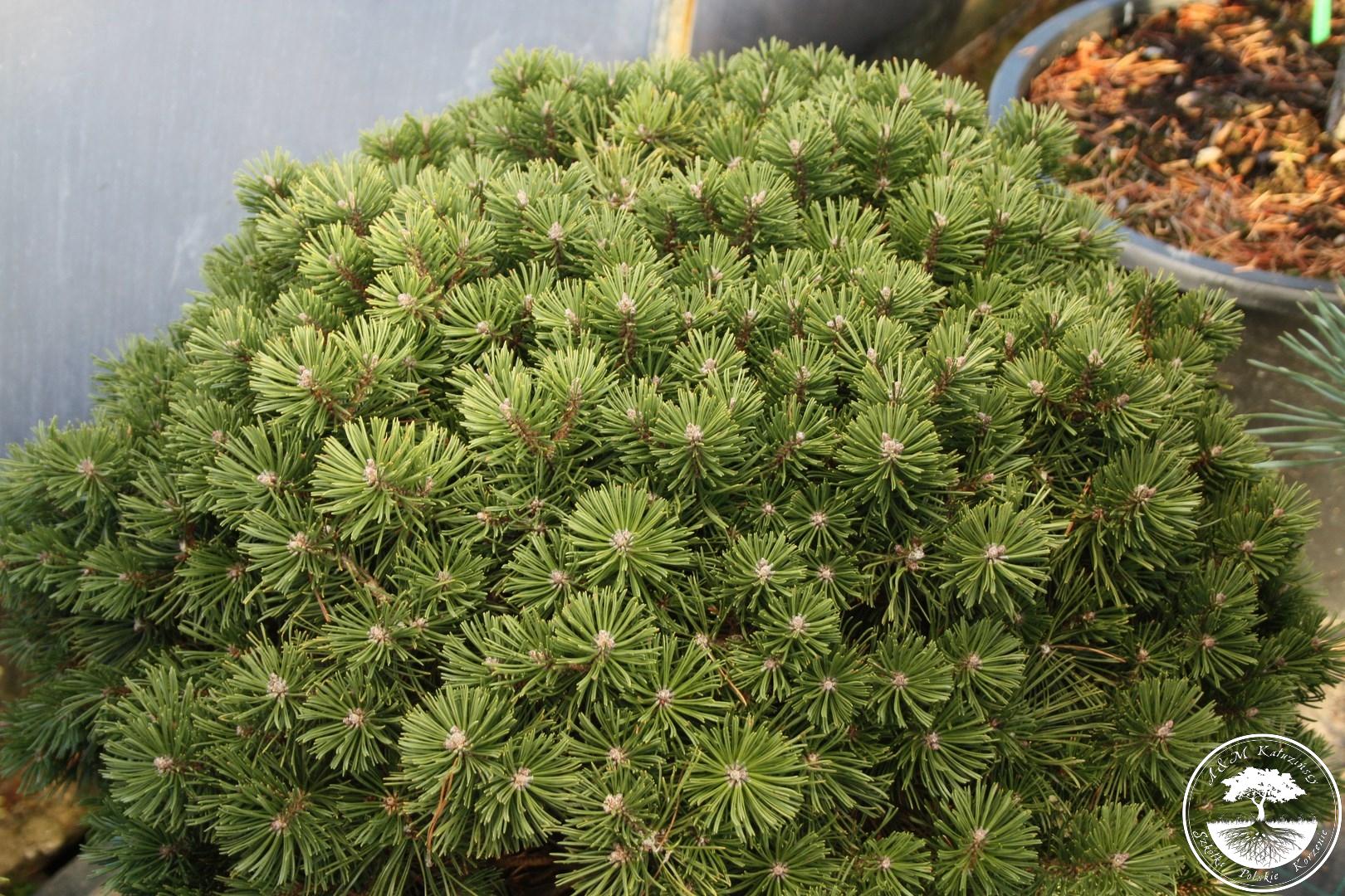 Хвойные недорого. Pinus mugo 'Saturn'. Варелла Pinus mugo. Pinus mugo Saturn сосна. Сосна Горная Пинус Муго Хампи.