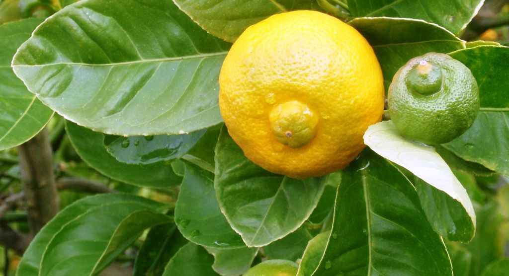 Желтый обязана. Цитрус лиметта пурша. Лиметта сладкий лимон. Сладкий лимон (лиметта пурша). Лиметта Росса.
